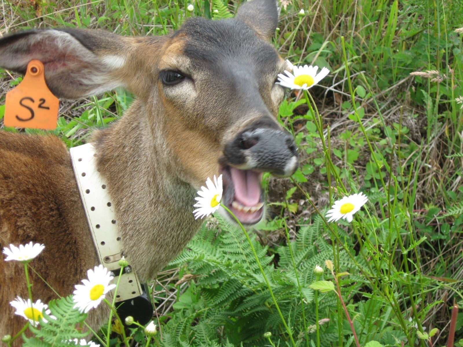 A deer tagged and collared with its mouth open in a field.
