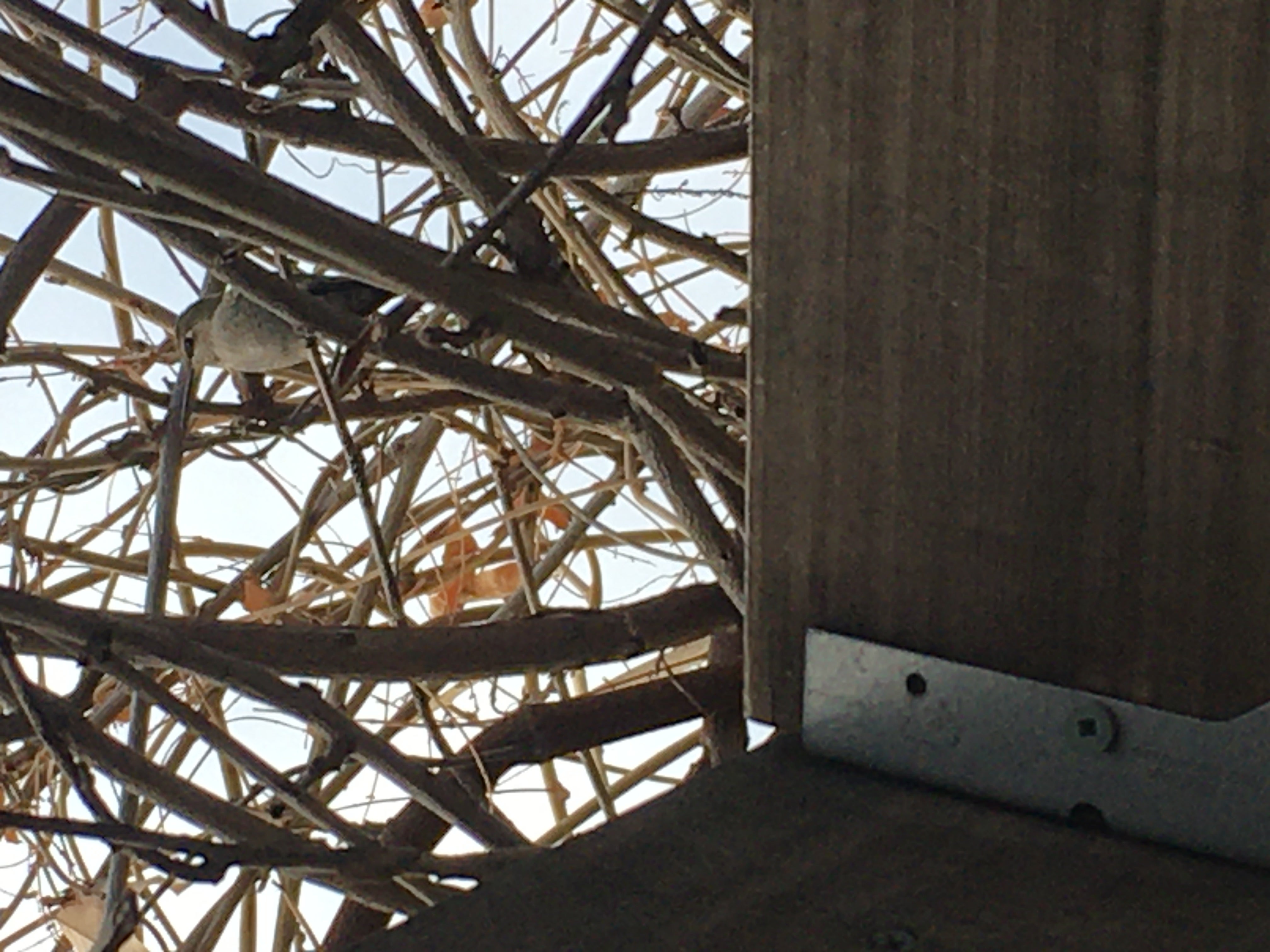 a cell phone photo shows a small hummingbird perched in brown branches