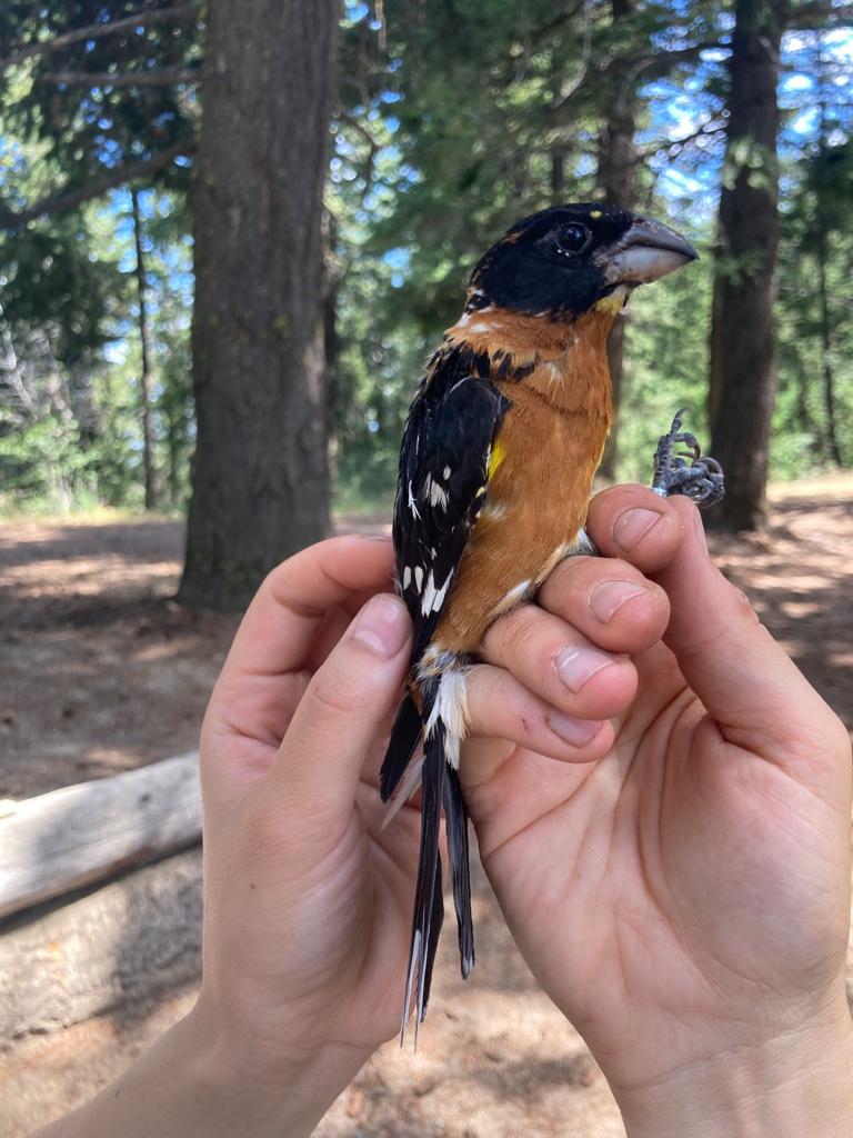 a black-headed grosbeak held gently by a bander