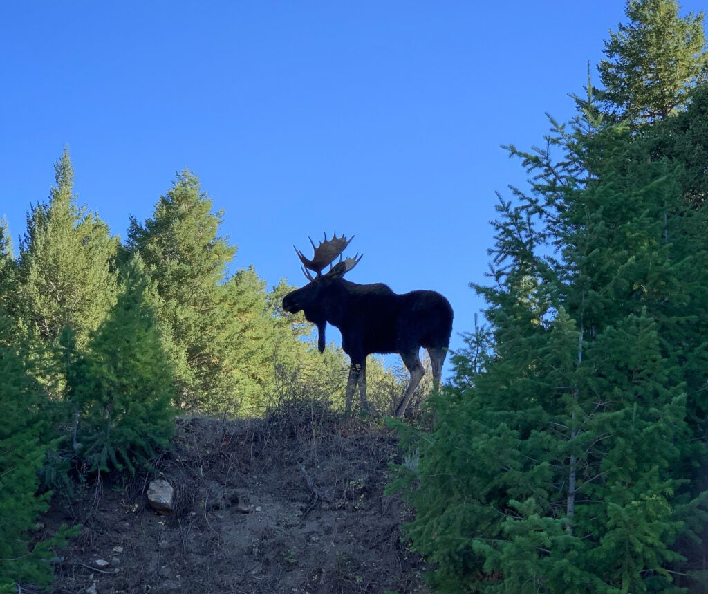 a huge bull moose standing among conifer trees