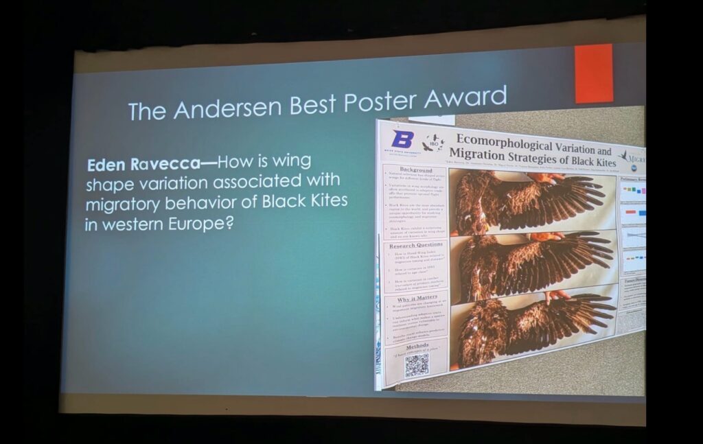 a photo of a powerpoint slide that's being projected on a screen. The slide title reads "The Andersen best poster award" and says "Eden Ravecca: How is wing shape variation associated with migratory behavior of Black Kites in western Europe?". Next to the text is a photo of Eden's poster. Some text is too small to read but the title says "Ecomorphological variation and migration strategies of Black Kites" The poster has Boise State, IBO and Fundacion Migres logos at the top. The center of the poster shows three different Black kite wings spread out. Each wing has a slightly different shape, especially near the wing tip.