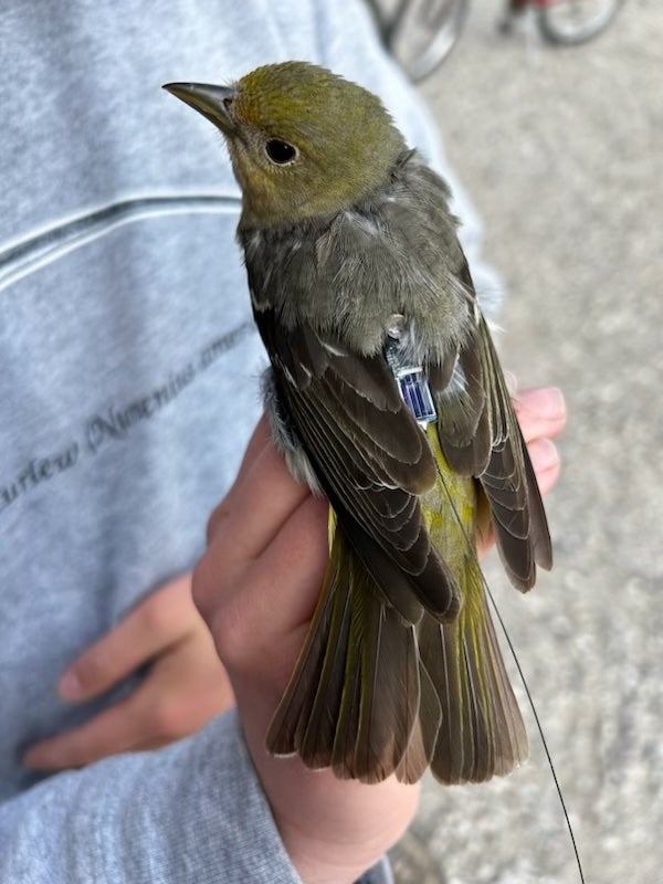A medium sized, greenish songbird is held by a bander, with her back facing the camera. She is wearing a small tag with a tiny solar panel and antenna that fits in the center of her back.