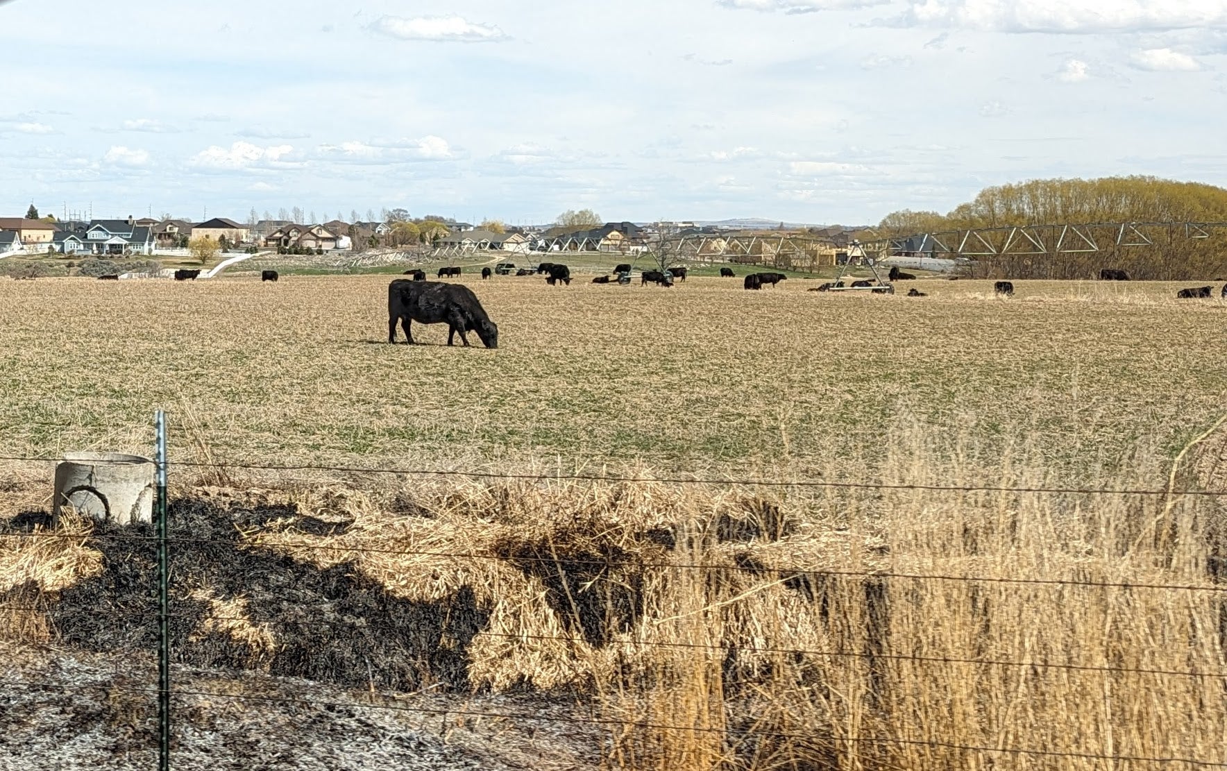 Cattle are pictured grazing the land in close proximity to housing development.